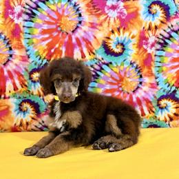 Yellow Collar - Brown female Poodle puppy in Houma, Louisiana from Smart Azz Poodles