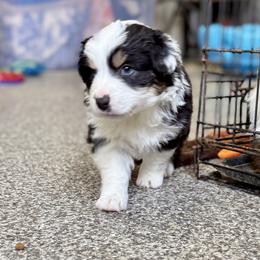 Greg - Blue merle male Australian Shepherd puppy in Ashland, Ohio from SS Australian Shepherds