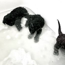 Portuguese Water Dog Puppies from Yellowstone Porties