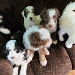 Pomeranian and Sheepadoodle Puppies from Fluffy Wonders Poms and Doodles