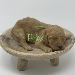 Goldendoodle Puppies from Bear Ridge Doodles