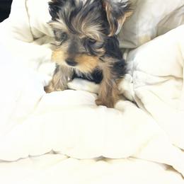 Pomeranian and Yorkshire Terrier Puppies from Coulter Creek Kennels