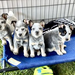 Australian Cattle Dog Puppies from Tin Roof Australian Cattle Dogs