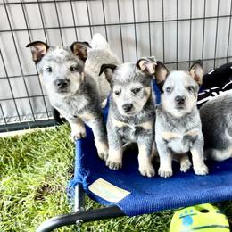 Australian Cattle Dog Puppies from Tin Roof Australian Cattle Dogs