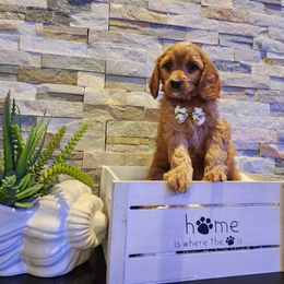 Cavapoo, Maltipoo, and Poodle Puppies from Mount Baker Poodle and Doodles