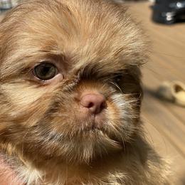 Girl 1 Diva - Chocolate female Shih Tzu puppy in Troy, Michigan from "Shihtzu Best Friend"