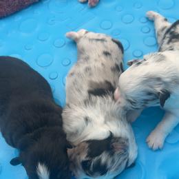 Miniature Australian Shepherd puppies from Above All Aussies