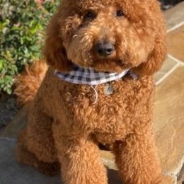 Goldendoodles from Tatyanna’s Doodles
