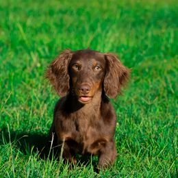 Dachshunds from Slinky Doxie 305