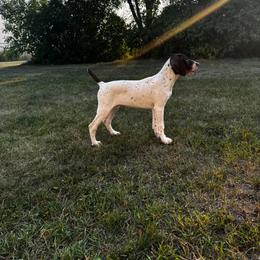 Kuiper - White and liver male German Shorthaired Pointer puppy in Ulen, Minnesota from North Wind Gundogs
