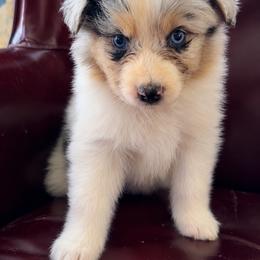 Togepi docked tail - Blue merle female Australian Shepherd puppy in Chaplin, Connecticut from Mystic Moon