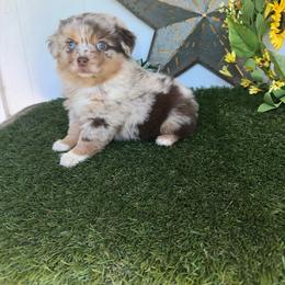 Scarlett - Red merle female Miniature Australian Shepherd puppy in Granbury, Texas from Texas Miniature Aussies