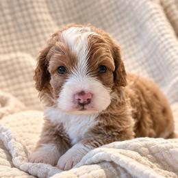 Holly - Brown and white female Bernedoodle puppy in Travelers Rest, South Carolina from Bernedoodle.do