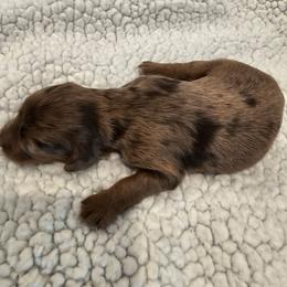 Nia - Merle female Goldendoodle puppy in Forney, Texas from Cityline Goldendoodles