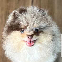 Maui - Pomeranian