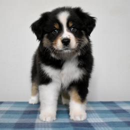 Luminary - Black tri female Miniature American Shepherd puppy in Gainesville, Florida from MarvelMAS Miniature American Shepherds