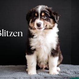 BLITZEN - Black tri male Miniature American Shepherd puppy in Puyallup, Washington from TRAILS END (FERGI’S) GEMINI