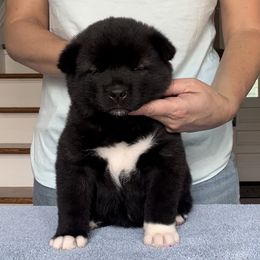 Girl 1 - Akita puppy in Coopersburg, Pennsylvania from Main Street Akitas