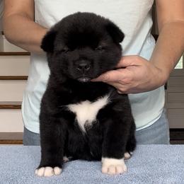 Girl 1 - Akita puppy in Coopersburg, Pennsylvania from Main Street Akitas