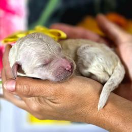 Squash - White female Poodle puppy in Springfield, Oregon from Valaurah Farms