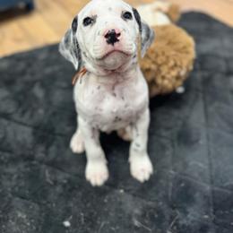 Dalmatian, Poodle, and Rhodesian Ridgeback Puppies from Ruffles, Ridges, & Spots!