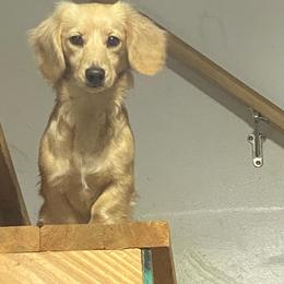 Nugget - Dachshund