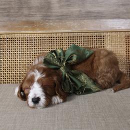 Whobris - Red  male Goldendoodle puppy in Warsaw, Ohio from Lovabledoodles