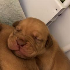 Female 3 - Red female Dogue de Bordeaux puppy in Mazomanie, Wisconsin from Blue Horizons Bordeaux