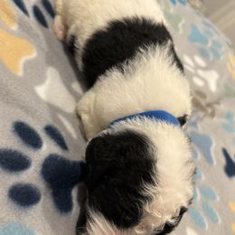 Goldendoodle and Poodle Puppies from Southern Stroll Poodles & Doodles