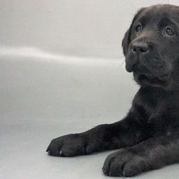 Labrador Retriever Puppies from Barefoot Labradors