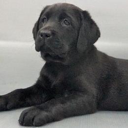 Labrador Retriever Puppies from Barefoot Labradors