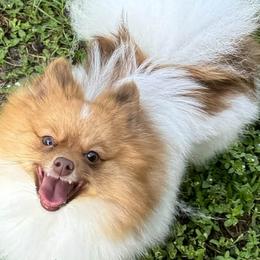 Boxers and Pomeranians from Spivey the grand boxers and poms