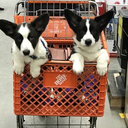 Cardigan Welsh Corgi Puppies from Grandiose Cardigan Welsh Corgis