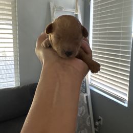 Nala - Red  female Poodle puppy in Lathrop, California from Jamilette Delatorre's Poodles