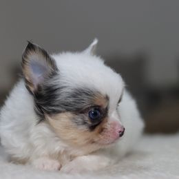 August - Merle male Chihuahua puppy in Tulsa, Oklahoma from H-3 Chihuahuas