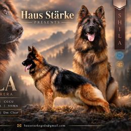 Shyla - German Shepherd