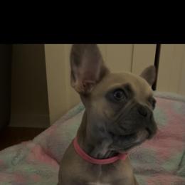 French Bulldog Puppies from Loving Frenchie Fam