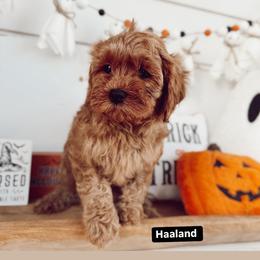 Haaland - Red male Cavapoo puppy in Mesa, Arizona from Pedersendoodles