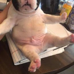 French Bulldog Puppies from JoAnn Kautsky