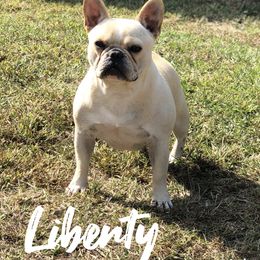 Liberty - French Bulldog