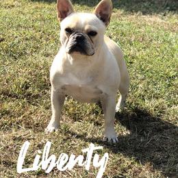 Liberty - French Bulldog