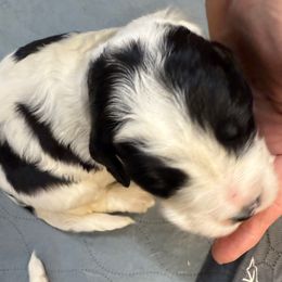 Girl 6 - Black and white female Saint Berdoodle puppy in San Antonio, Texas from Mammoth Doodles