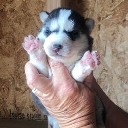 Nova - Black and white female Siberian Husky puppy in Thomasville, Georgia from Southern Blues Siberian Huskies