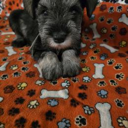 Girl 2 - Salt and pepper female Miniature Schnauzer puppy in Winston Salem, North Carolina from Southpaw Schnauzers