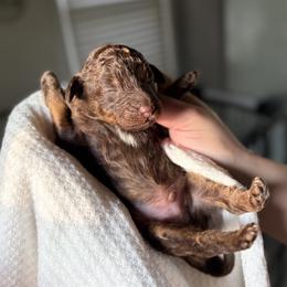 Zero - Brown and white male Bernedoodle puppy in Munster, Indiana from Miranda’s Sunshine Poodles and Doodles