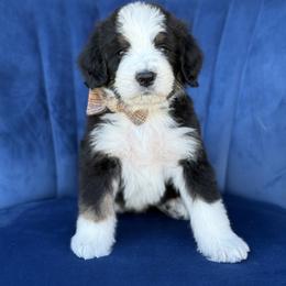 Friedrich FURNISHED - Tri-color male Bernedoodle puppy in Bellville, Ohio from Bernedoodle Buddies