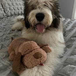 Otis - Parti female Saint Berdoodle puppy in Clarence, New York from My Darling Doodles/St. Berdoodles of WNY