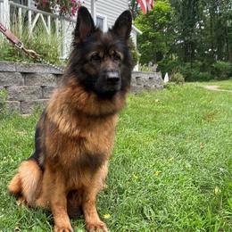 Silka - Black and red female German Shepherd puppy in Lawton, Michigan from Free Indeed Shepherds