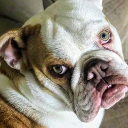Bulldogs from Baggy Bulldogs of Amarillo