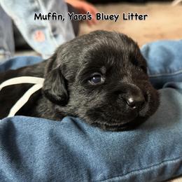 Muffin - Black female Labrador Retriever puppy in Owosso, Michigan from Bennington Retrievers